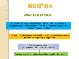 La morfina y los otros opioides ejerce en su efectos al unirse a
receptores específicos localizados en las membranas celulares de
distintos órganos y tejidos
Los ligandos naturales de estos opiáceos son sustancias presentes
de modo fisiológico en el organismo
Opioides endógenos :
encefalinas , endorfinas , dinorfinas
Principal función la modulacion de l percepción dolorosa
 