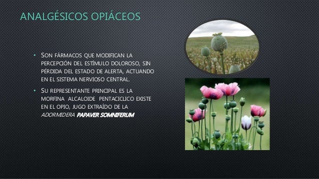 Analgésicos opiáceos Analgésicos opiáceos