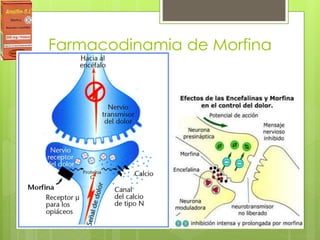Farmacodinamia de Morfina
 