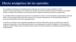 Efecto analgésico de los opioides
En la analgesia inducida por los opioides parecen intervenir, por lo menos 3 niveles, periférico, central
medular y central supramedular. Los receptores de opioides de las fibras aferentes primarias (somáticas y viscerales)
median la inhibición de la liberación de neurotransmisores sinápticos excitatorios (sustancia P y glutamato)
Los opioides inhiben los efectos de la sustancia P y el glutamato al actuar a nivel presináptico y postsináptico, actuando
sobre a nivel presináptico (fibras aferentes primarias y en neuronas intercalares) y a nivel postsináptico (sobre las
neuronas de proyección de los haces espinotalámicos)
La morfina y casi todos los otros agonistas opioides que se utilizan clínicamente, ejercen sus efectos por medio de
receptores de opioides μ. Estos medicamentos afectan una amplia gama de sistemas fisiológicos; no solo producen
analgesia, también influyen sobre el estado de ánimo, alteran la función respiratoria, cardiovascular, gastrointestinal y
neuroendocrina
 