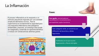 La Inflamación
El proceso inflamatorio es la respuesta a un
estimulo perjudicial originado por una variedad
amplia de elementos nocivos . Para la
supervivencia es fundamental la capacidad para
una respuesta inflamatoria ante patógenos
ambientales y lesiones, sin embargo esta puede
ser exagerada y sostenida sin aparente beneficio
o incluso con consecuencias adversas graves.
Fase aguda: caracterizada por
vasodilatación e incremento de la
permeabilidad capilar transitoria.
Fase subaguda: tardía, se caracteriza por
infiltración de leucocitos y células
fagocitarias.
Proliferativa: en la que ocurren
degeneración y fibrosis del tejido.
Fases:
 
