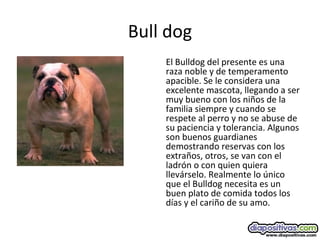 Bull dog
El Bulldog del presente es una
raza noble y de temperamento
apacible. Se le considera una
excelente mascota, llegando a ser
muy bueno con los niños de la
familia siempre y cuando se
respete al perro y no se abuse de
su paciencia y tolerancia. Algunos
son buenos guardianes
demostrando reservas con los
extraños, otros, se van con el
ladrón o con quien quiera
llevárselo. Realmente lo único
que el Bulldog necesita es un
buen plato de comida todos los
días y el cariño de su amo.
 