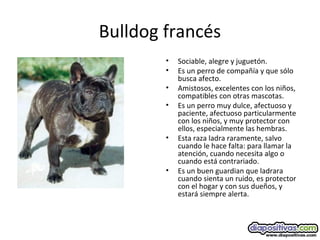 Bulldog francés
• Sociable, alegre y juguetón.
• Es un perro de compañía y que sólo
busca afecto.
• Amistosos, excelentes con los niños,
compatibles con otras mascotas.
• Es un perro muy dulce, afectuoso y
paciente, afectuoso particularmente
con los niños, y muy protector con
ellos, especialmente las hembras.
• Esta raza ladra raramente, salvo
cuando le hace falta: para llamar la
atención, cuando necesita algo o
cuando está contrariado.
• Es un buen guardian que ladrara
cuando sienta un ruido, es protector
con el hogar y con sus dueños, y
estará siempre alerta.
 