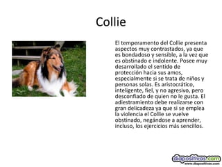 Collie
El temperamento del Collie presenta
aspectos muy contrastados, ya que
es bondadoso y sensible, a la vez que
es obstinado e indolente. Posee muy
desarrollado el sentido de
protección hacia sus amos,
especialmente si se trata de niños y
personas solas. Es aristocrático,
inteligente, fiel, y no agresivo, pero
desconfiado de quien no le gusta. El
adiestramiento debe realizarse con
gran delicadeza ya que si se emplea
la violencia el Collie se vuelve
obstinado, negándose a aprender,
incluso, los ejercicios más sencillos.
 