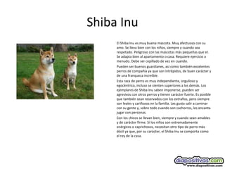Shiba Inu
El Shiba Inu es muy buena mascota. Muy afectuoso con su
amo. Se lleva bien con los niños, siempre y cuando sea
respetado. Peligroso con las mascotas más pequeñas que el.
Se adapta bien al apartamento o casa. Requiere ejercicio a
menudo. Debe ser cepillado de vez en cuando.
Pueden ser buenos guardianes, así como también excelentes
perros de compañía ya que son intrépidos, de buen carácter y
de una franqueza increíble.
Esta raza de perro es muy independiente, orgulloso y
egocéntrico, incluso se sienten superiores a los demás. Los
ejemplares de Shiba Inu saben imponerse, pueden ser
agresivos con otros perros y tienen carácter fuerte. Es posible
que también sean reservados con los extraños, pero siempre
son leales y cariñosos en la familia. Les gusta salir a caminar
con su gente y, sobre todo cuando son cachorros, les encanta
jugar con personas.
Con los chicos se llevan bien, siempre y cuando sean amables
y de carácter firme. Si los niños son extremadamente
enérgicos o caprichosos, necesitan otro tipo de perro más
dócil ya que, por su carácter, el Shiba Inu se comporta como
el rey de la casa.
 