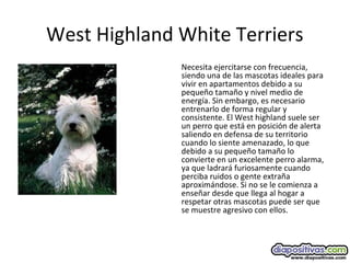 West Highland White Terriers
Necesita ejercitarse con frecuencia,
siendo una de las mascotas ideales para
vivir en apartamentos debido a su
pequeño tamaño y nivel medio de
energía. Sin embargo, es necesario
entrenarlo de forma regular y
consistente. El West highland suele ser
un perro que está en posición de alerta
saliendo en defensa de su territorio
cuando lo siente amenazado, lo que
debido a su pequeño tamaño lo
convierte en un excelente perro alarma,
ya que ladrará furiosamente cuando
perciba ruidos o gente extraña
aproximándose. Si no se le comienza a
enseñar desde que llega al hogar a
respetar otras mascotas puede ser que
se muestre agresivo con ellos.
 