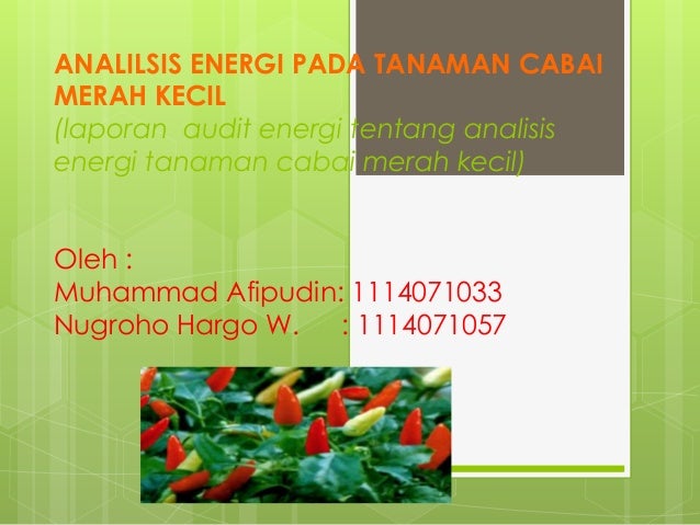 Analilsis Energi Pada Tanaman Cabai Merah Kecil
