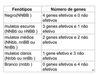 Fenótipos  Número de genes Negro(NNBB ) 4 genes efetivos e 0 não efetivos mulatos escuros  (NNBb ou nNBB ) 3 genes efetivos e 1 não efetivo  mulatos médios  (NNbb, nnBB ou NnBb ) 2 genes efetivos e 2 não efetivos mulatos claros  (Nnbb ou nnBb ) 1 gene efetivo e 3 não efetivos Branco (nnbb ) 0 genes efetivos e 4 não efetivos 