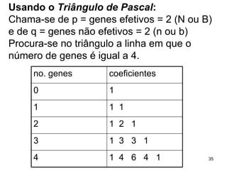 Usando o  Triângulo de Pascal :   Chama-se de p = genes efetivos = 2 (N ou B) e de q = genes não efetivos = 2 (n ou b)  Procura-se no triângulo a linha em que o número de genes é igual a 4. no. genes  coeficientes  0 1 1 1  1 2 1  2  1 3 1  3  3  1 4 1  4  6  4  1 