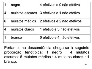 Portanto, na descendência chega-se à seguinte proporção fenotípica: 1 negro : 4 mulatos escuros: 6 mulatos médios : 4 mulatos claros : 1 branco.  1 negro  4 efetivos e 0 não efetivo  4 mulatos escuros  3 efetivos e 1 não efetivo  6 mulatos médios  2 efetivos e 2 não efetivos  4 mulatos claros  1 efetivo e 3 não efetivos  1 branco  0 efetivo e 4 não efetivos  