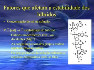 Fatores que afetam a estabilidade dos
híbridos
• Concentração de sal na solução:
∀ ↑ [sal] → ↑ estabilidade do híbrido
– Cátions monovalentes (Na+) ou
divalentes (Mg++)
– As cargas negativas dos grupos fosfato
repelem umas às outras.
– Os íons positivos da solução reduzem a
repulsão eletrostática entre as fitas.

 