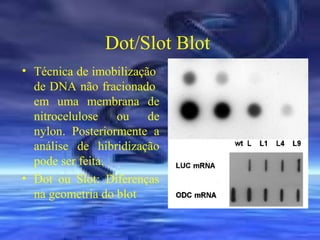 Dot/Slot Blot
• Técnica de imobilização
de DNA não fracionado
em uma membrana de
nitrocelulose ou de
nylon. Posteriormente a
análise de hibridização
pode ser feita.
• Dot ou Slot: Diferenças
na geometria do blot

 