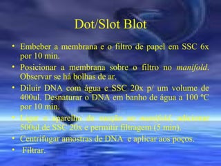 Dot/Slot Blot
• Embeber a membrana e o filtro de papel em SSC 6x
por 10 min.
• Posicionar a membrana sobre o filtro no manifold.
Observar se há bolhas de ar.
• Diluir DNA com água e SSC 20x p/ um volume de
400ul. Desnaturar o DNA em banho de água a 100 ºC
por 10 min.
• Ligar o aparelho de sucção ao manifold, adicionar
500ul de SSC 20x e permitir filtragem (5 min).
• Centrifugar amostras de DNA e aplicar aos poços.
• Filtrar.

 