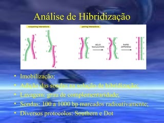 Análise de Hibridização

•
•
•
•
•

Imobilização;
Adição das sondas na solução de hibridização;
Lavagem: grau de complementaridade;
Sondas: 100 a 1000 bp marcados radioativamente;
Diversos protocolos: Southern e Dot

 