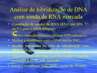 Análise de hibridização de DNA
com sonda de RNA marcada
• Construção de sondas de RNA (RNA pol:SP6, T3
ou T7) para o DNA template;
Para marcação radioativa adicionar NTPs radioativos.

• Molhar a membrana com o DNA em 6x SSC;
• Incubar membrana no tubo de hibridização com
FPH (1ml para 10cm2) por 3 hr a 42 ºC;
• Trocar o FPH, adicionar a sonda no tubo e incubar
overnight a 42 ºC, sob agitação;
• Lavar a membrana (SSC/SDS - ciclos de 10 min).

 