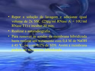• Repor a solução de lavagem e adicionar igual
volume de 2x SSC (25µg/ml RNase A + 10U/ml
RNase T1) e incubar 30 min;
• Realizar a autoradiografia.
• Para remover as sondas da membrana hibridizada
basta realizar um tratamento com 0,4 M de NaOH
à 45 ºC, ou com 0,1% de SDS. Assim a membrana
poderá ser novamente hibridizada.

 