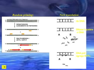 Random priming:

Nick translation:
ds DNA

DESNATURACION
ALINEAMIENTO DE PARTIDORES

DNase I quebra
o DNA
DNA POLIMERASA +
dNTPs + dNTP-P

DNA pol I
agrega NTPs

 