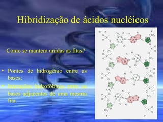 Hibridização de ácidos nucléicos
Como se mantem unidas as fitas?
• Pontes de hidrogênio entre as
bases;
• Interações hidrofóbicas entre as
bases adjacentes de uma mesma
fita.

 