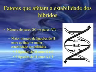 Fatores que afetam a estabilidade dos
híbridos
• Número de pares GC v/s pares AT:
– Maior número de ligações de H
entre as fitas → maior
estabilidade dos híbridos.
• 3 ligações de H entre G e C
• 2 ligações de H entre A e T

 