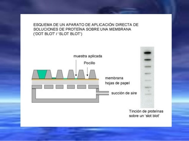 Dot ou slot blot