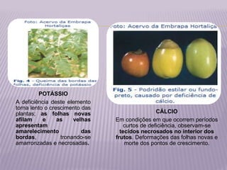 POTÁSSIO
A deficiência deste elemento
torna lento o crescimento das
plantas; as folhas novas
afilam e as velhas
apresentam
amarelecimento das
bordas, tronando-se
amarronzadas e necrosadas.
CÁLCIO
Em condições em que ocorrem períodos
curtos de deficiência, observam-se
tecidos necrosados no interior dos
frutos. Deformações das folhas novas e
morte dos pontos de crescimento.
 