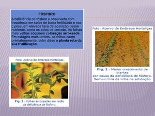 FÓSFORO
A deficiência de fósforo é observada com
frequência em solos de baixa fertilidade e nos
q possuem elevada taxa de adsorção desse
nutriente, como os solos de cerrado. As folhas
mais velhas adquirem coloração arroxeada.
Em estágios mais tardios, as folhas caem
prematuramente, além disso a planta retarda
sua frutificação.
 