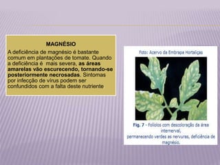 MAGNÉSIO
A deficiência de magnésio é bastante
comum em plantações de tomate. Quando
a deficiência é mais severa, as áreas
amarelas vão escurecendo, tornando-se
posteriormente necrosadas. Sintomas
por infecção de vírus podem ser
confundidos com a falta deste nutriente.
 