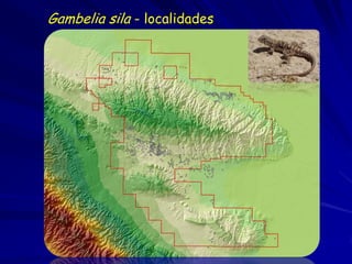 Gambelia sila - localidades
 
