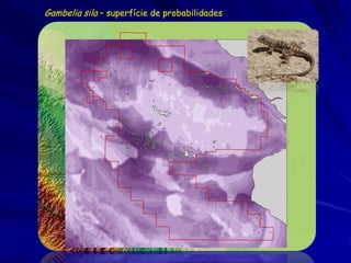 Gambelia sila – superfície de probabilidades
 