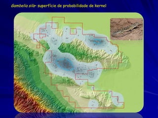 Gambelia sila– superfície de probabilidade de kernel
 