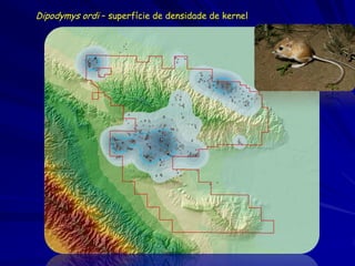 Dipodymys ordi – superfície de densidade de kernel
 