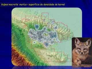Vulpes macroits mutica – superfície de densidade de kernel
 