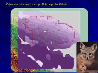 Vulpes macroits mutica – superfície de probabilidade
 