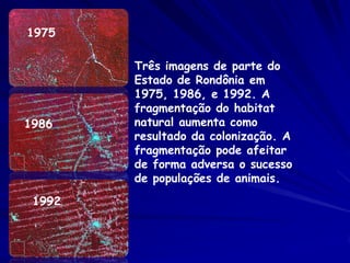 1975

        Três imagens de parte do
        Estado de Rondônia em
        1975, 1986, e 1992. A
        fragmentação do habitat
1986    natural aumenta como
        resultado da colonização. A
        fragmentação pode afeitar
        de forma adversa o sucesso
        de populações de animais.
 1992
 