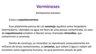 Verminoses
Schistosoma mansoni
Causa a esquistossomose.
Esse platelminto precisa de um caramujo aquático como hospedeiro
intermediário. Liberados na água em fezes de uma pessoa contaminada, os ovos
do esquistossoma eclodem e liberam larvas chamadas miracídios, que
contaminam o caramujo.
Dentro do caramujo, os miracídios se reproduzem assexuadamente em
milhares de larvas contaminantes, as cercarias, que voltam à água e nadam até
encontrar outro organismo humano, no qual penetram através da pele.
 