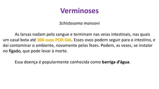 Verminoses
Schistosoma mansoni
As larvas nadam pelo sangue e terminam nas veias intestinais, nas quais
um casal bota até 300 ovos POR DIA. Esses ovos podem seguir para o intestino, e
daí contaminar o ambiente, novamente pelas fezes. Podem, as vezes, se instalar
no fígado, que pode levar à morte.
Essa doença é popularmente conhecida como barriga d’água.
 