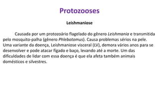 Protozooses
Leishmaniose
Causada por um protozoário flagelado do gênero Leishmania e transmitida
pelo mosquito-palha (gênero Phlebotomus). Causa problemas sérios na pele.
Uma variante da doença, Leishmaniose visceral (LV), demora vários anos para se
desenvolver e pode atacar fígado e baço, levando até a morte. Um das
dificuldades de lidar com essa doença é que ela afeta também animais
domésticos e silvestres.
 