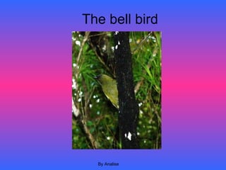 The bell bird By Analise 