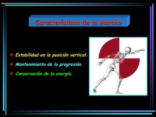  Estabilidad en la posición vertical.
 Mantenimiento de la progresión.
 Conservación de la energía.
Características de la Marcha
 