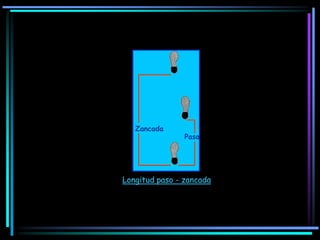 Paso
Zancada
Longitud paso - zancada
 