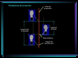 Línea de
progresión
Parámetros de la marcha
Longitud
del pasoLongitud de
la zancada
Angulo del
pie (toe out)
Base dinámica
 