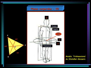Transversal
Sagital
Frontal
X
z
y
CG
Modelo Tridimensional
de Steindler-Govaers
A
B
C
m1
m3
m2
G
Planos corporales - CG
 
