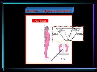 Plano Sagital
C.G
Baricentro – Polígono de sustentación
 