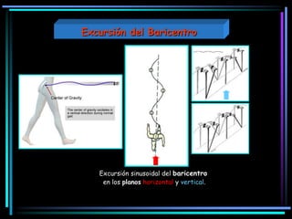 Excursión sinusoidal del baricentro
en los planos horizontal y vertical.
Excursión del Baricentro
 