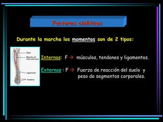 Durante la marcha los momentos son de 2 tipos:
Internos: F  músculos, tendones y ligamentos.
Externos : F  Fuerza de reacción del suelo y
peso de segmentos corporales.
Factores cinéticos
 