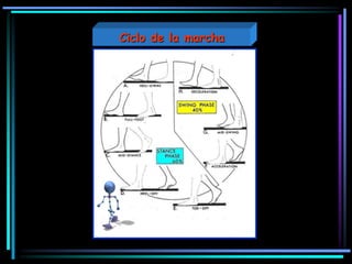 Ciclo de la marcha
 