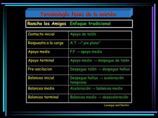 Contacto inicial Apoyo de talón
Respuesta a la carga A.T →” pie plano”
Apoyo medio P.P → apoyo medio
Apoyo terminal Apoyo medio → despegue de talón
Pre-oscilacion Despegue talón → despegue hallux
Balanceo inicial Despegue hallux → aceleración
temprana
Balanceo medio Aceleración → balanceo medio
Balanceo terminal Balanceo medio → desaceleración
Levangie and Norkin
Rancho los Amigos Enfoque tradicional
Terminología fases de la marcha
 