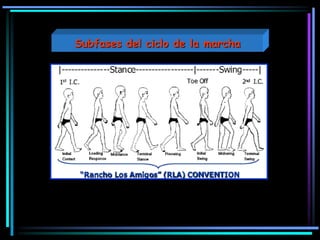 Subfases del ciclo de la marcha
 