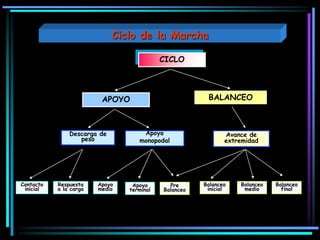 CICLO
APOYO BALANCEO
Descarga de
peso
Apoyo
monopodal
Avance de
extremidad
Contacto
inicial
Respuesta
a la carga
Apoyo
medio
Pre
Balanceo
Balanceo
inicial
Apoyo
terminal
Balanceo
medio
Balanceo
final
Ciclo de la Marcha
 