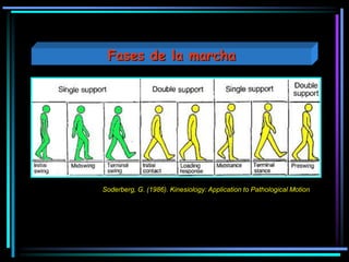 Soderberg, G. (1986). Kinesiology: Application to Pathological Motion
Fases de la marcha
 